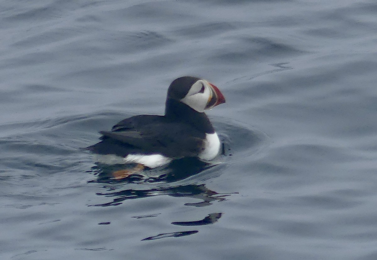 Atlantic Puffin - ML637828314