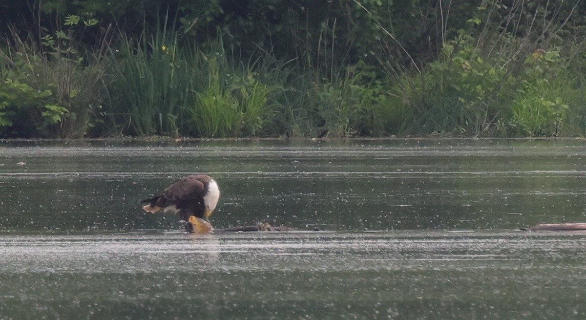 Bald Eagle - ML637828319