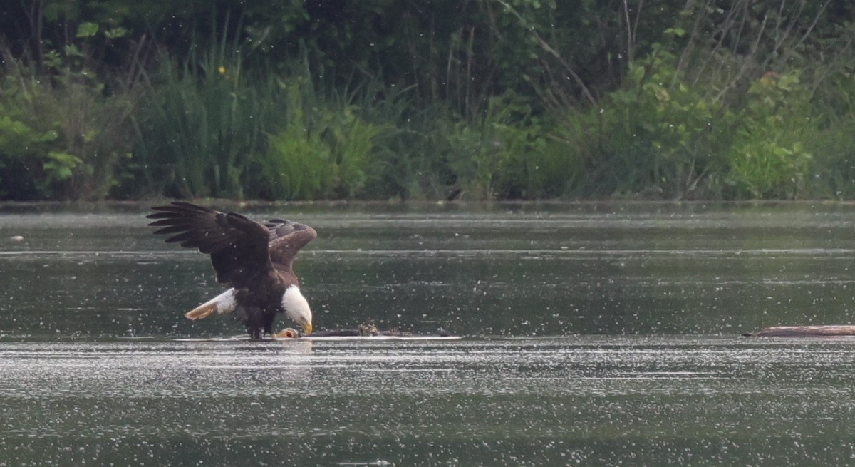 Bald Eagle - ML637828336