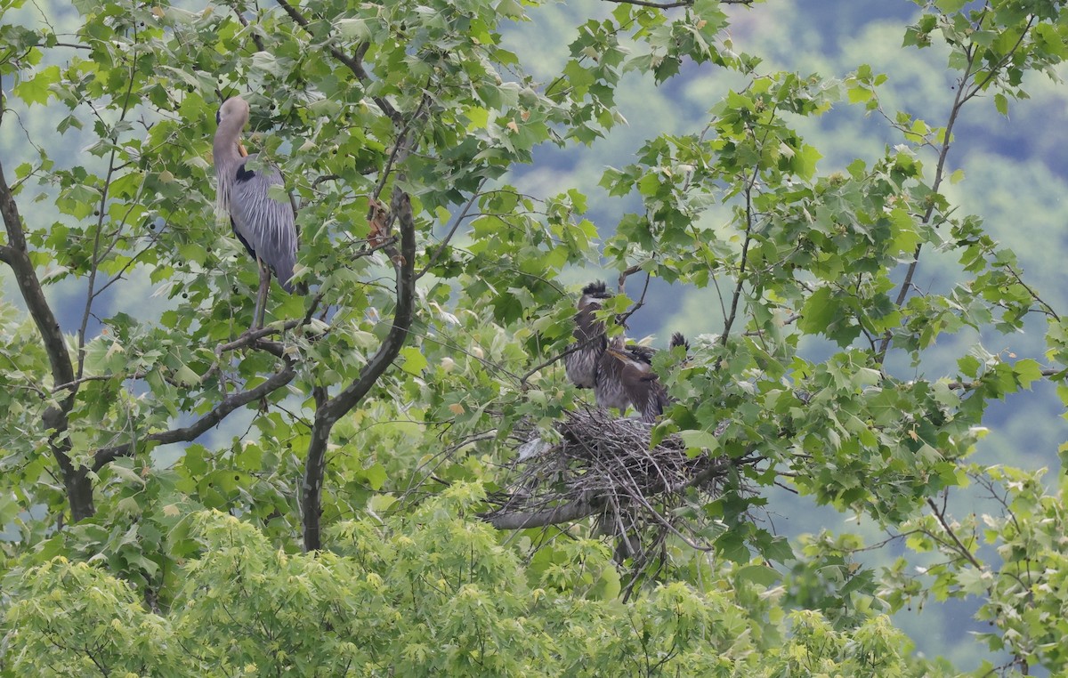 Great Blue Heron (Great Blue) - ML637828364
