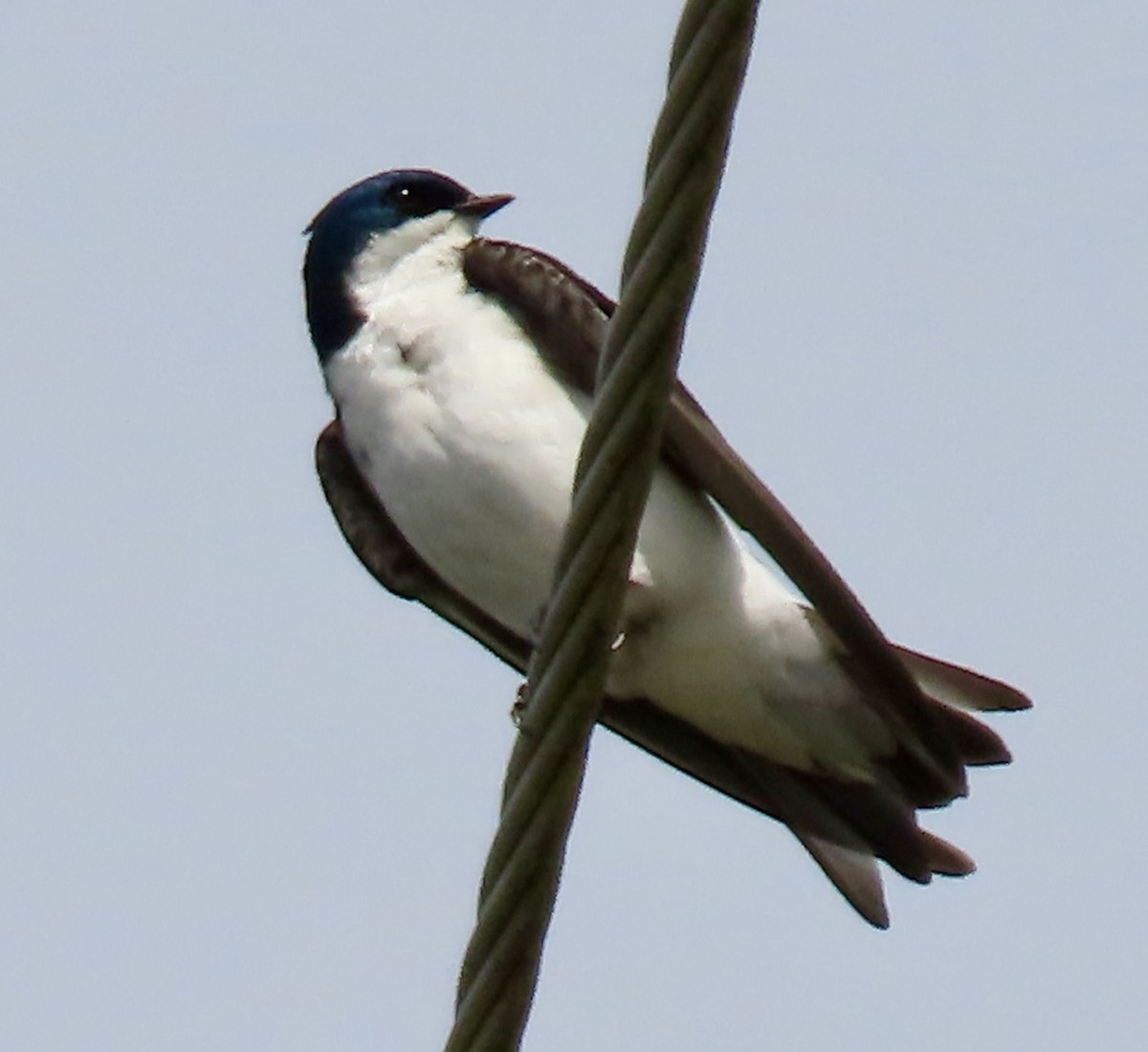 Tree Swallow - ML637828381