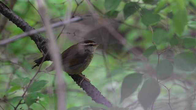 Asian Stubtail - ML637828494