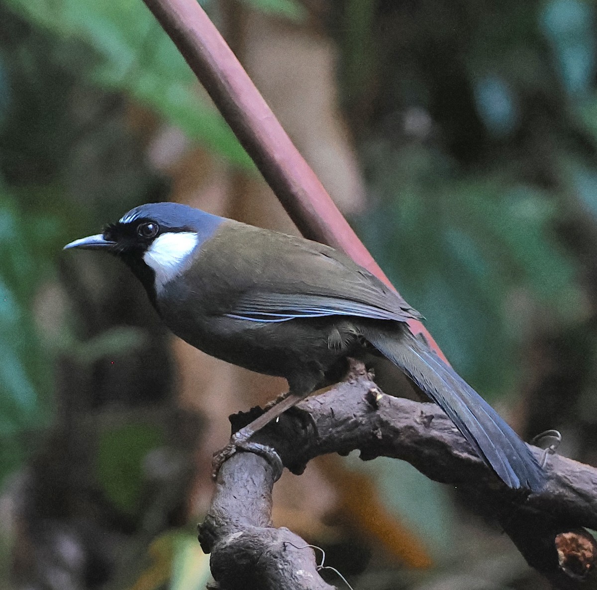 Black-throated Laughingthrush - ML637828496