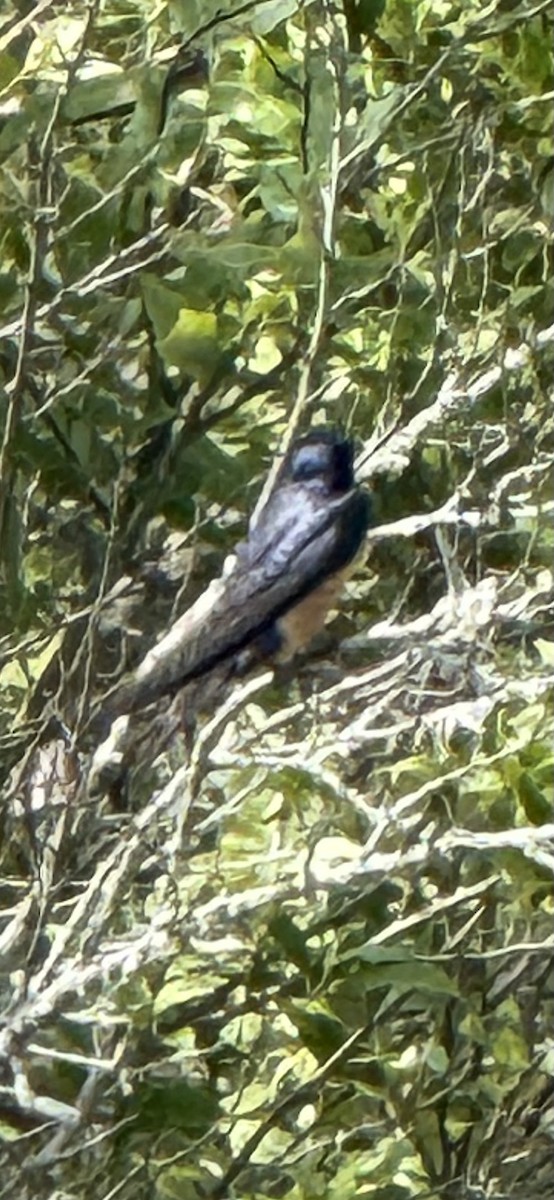Barn Swallow - ML637828513