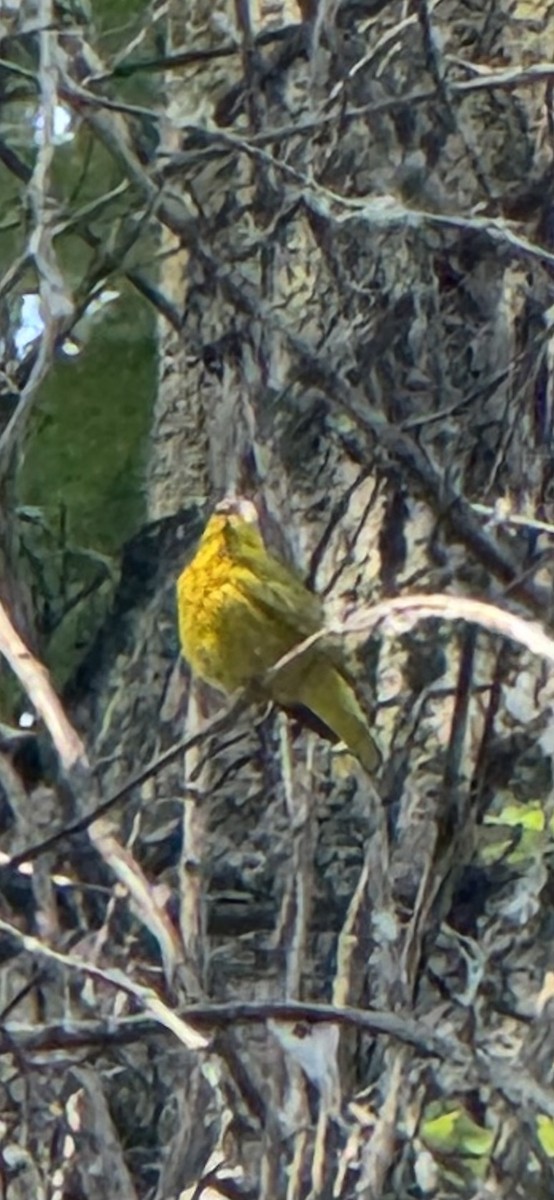 Yellow Warbler - ML637828520