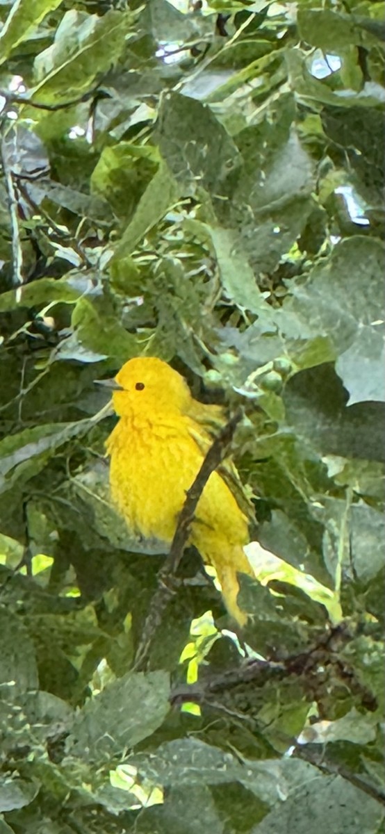 Yellow Warbler - ML637828521