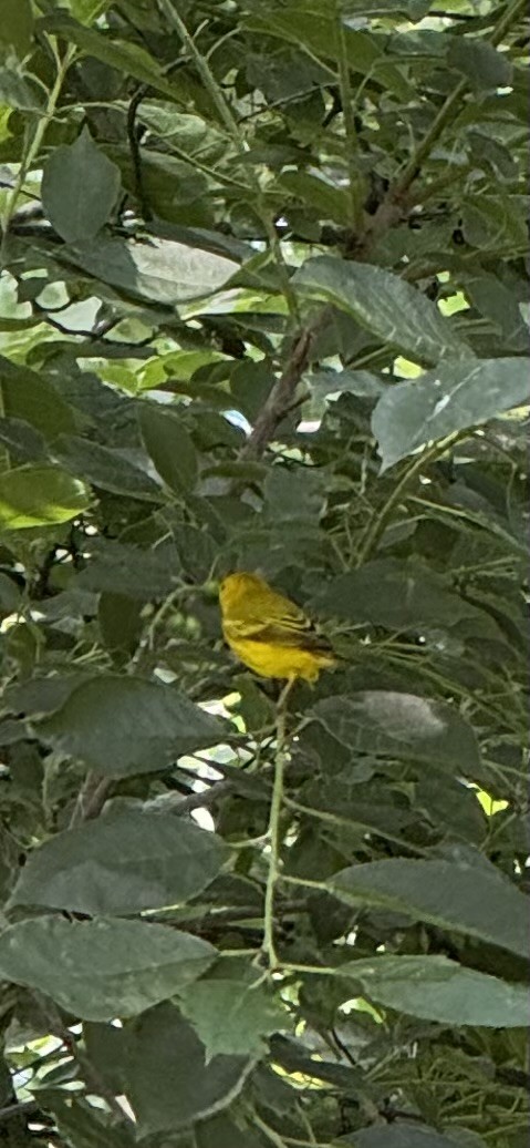Yellow Warbler - ML637828522