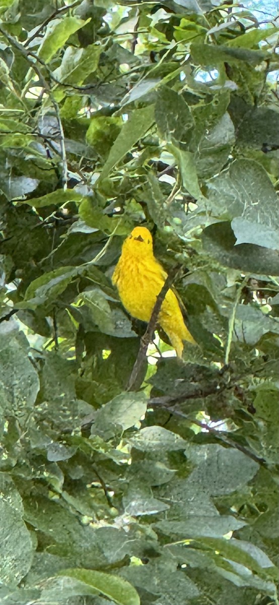 Yellow Warbler - ML637828523