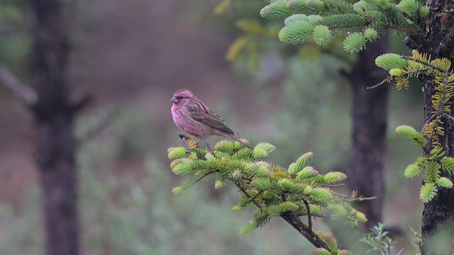 Chinese Beautiful Rosefinch - ML637828527