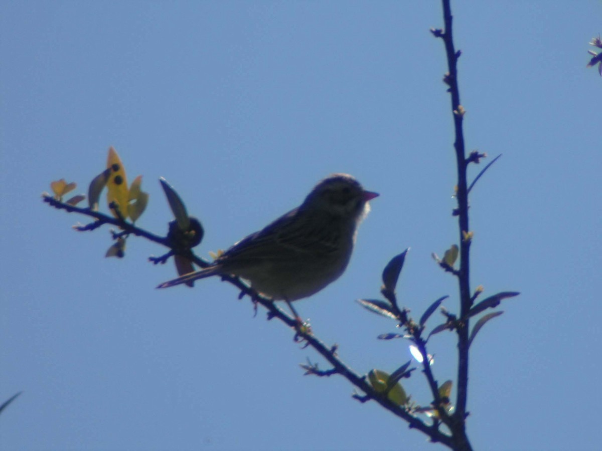 Clay-colored Sparrow - ML637828594
