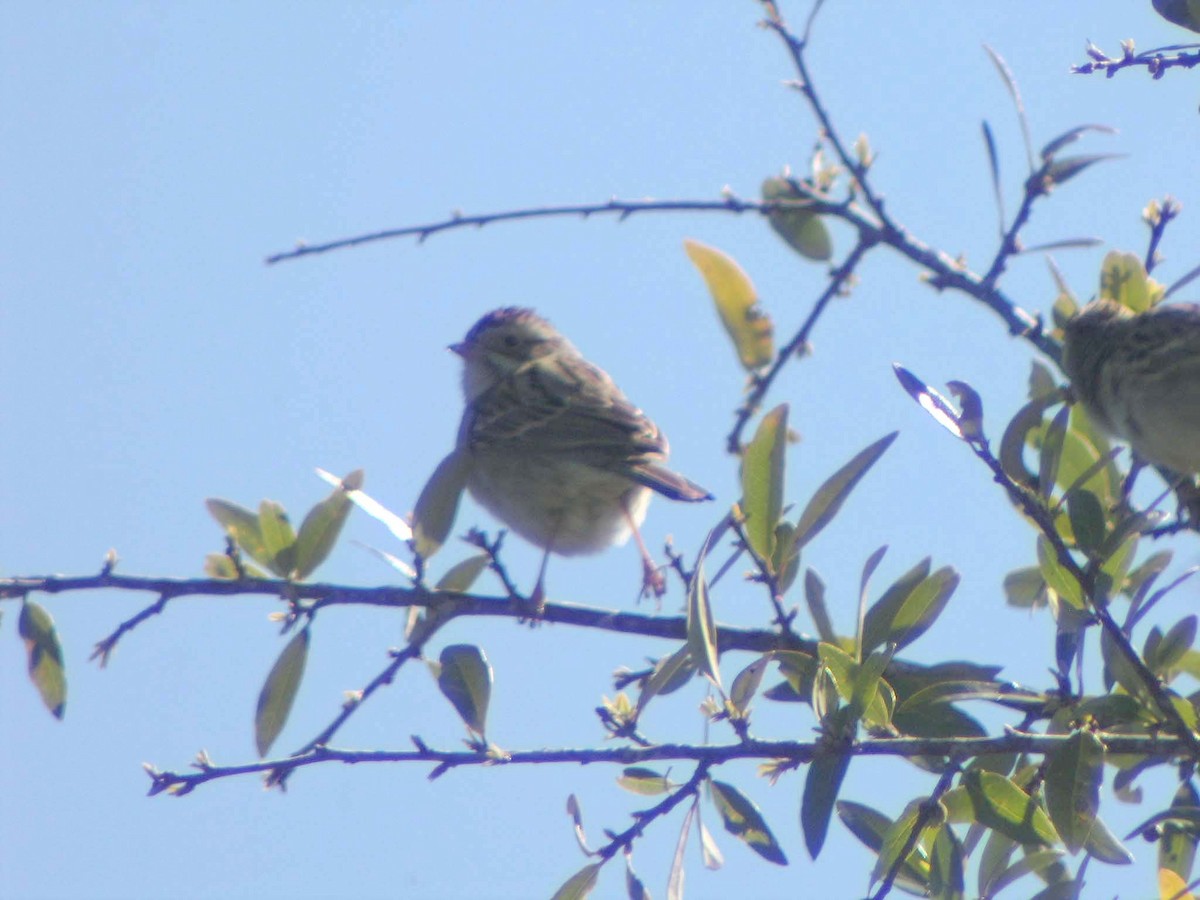 Clay-colored Sparrow - ML637828595