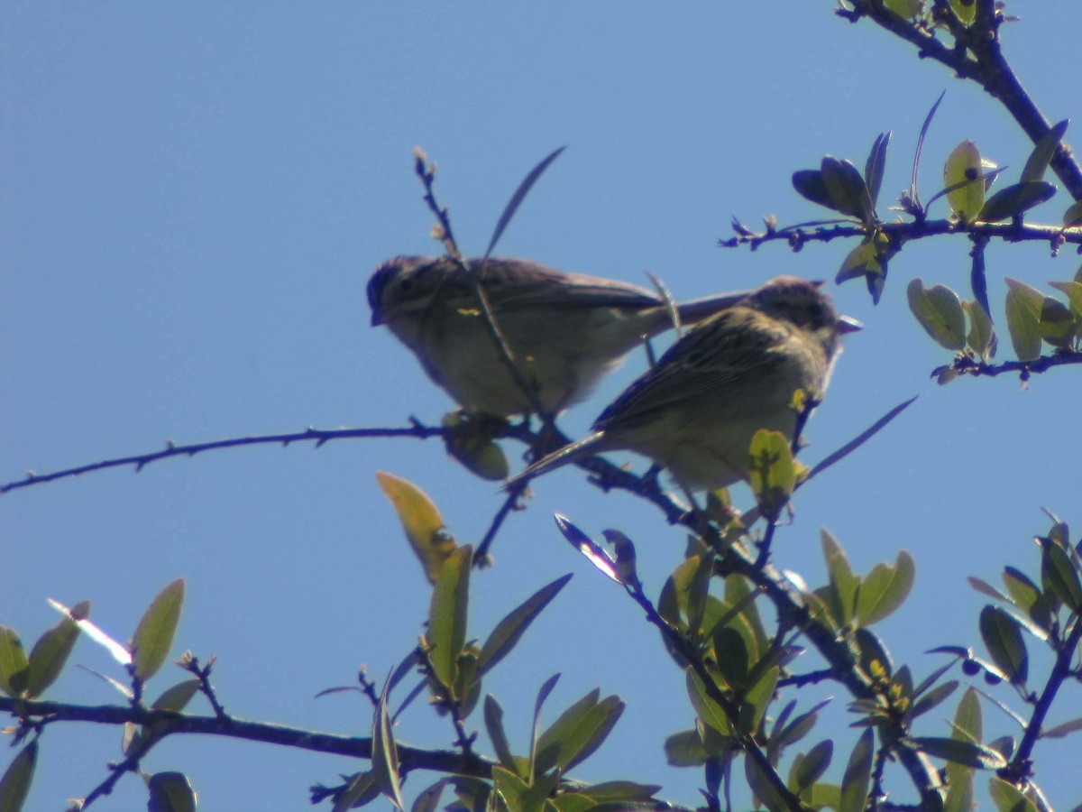 Clay-colored Sparrow - ML637828597
