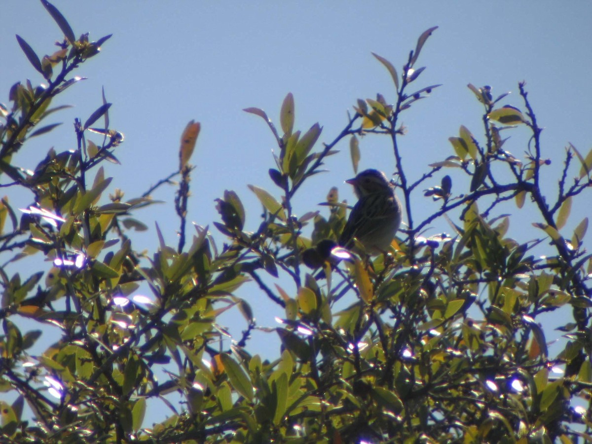 Clay-colored Sparrow - ML637828598
