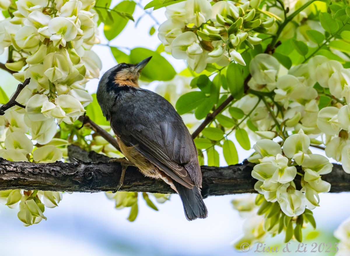 茶腹鳾(roseilia群) - ML637828630