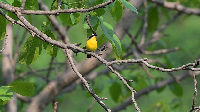 Yellow-rumped Flycatcher - ML637828648