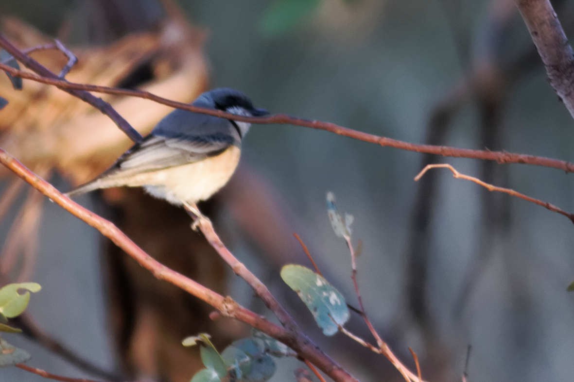 Gray Honeyeater - ML637828664