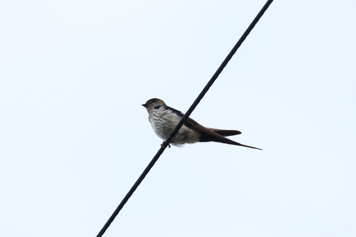 Eastern Red-rumped Swallow (Striated) - ML637828672