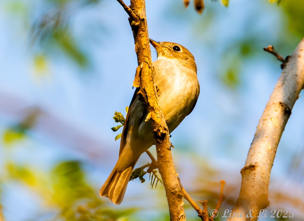Dark-sided Flycatcher - ML637828679