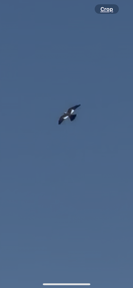 Mississippi Kite - ML637828772