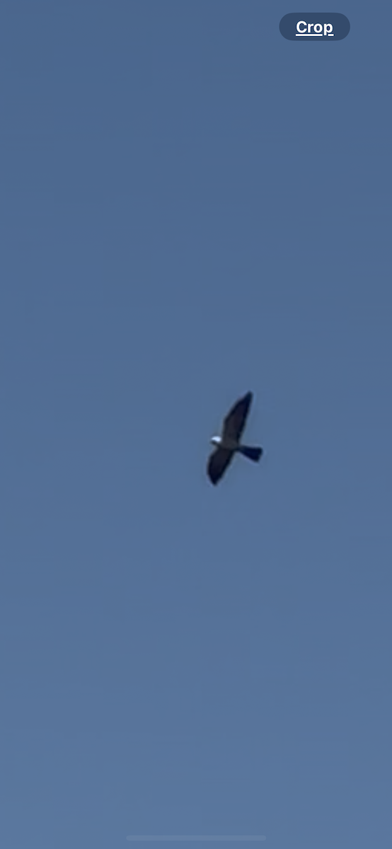 Mississippi Kite - ML637828773