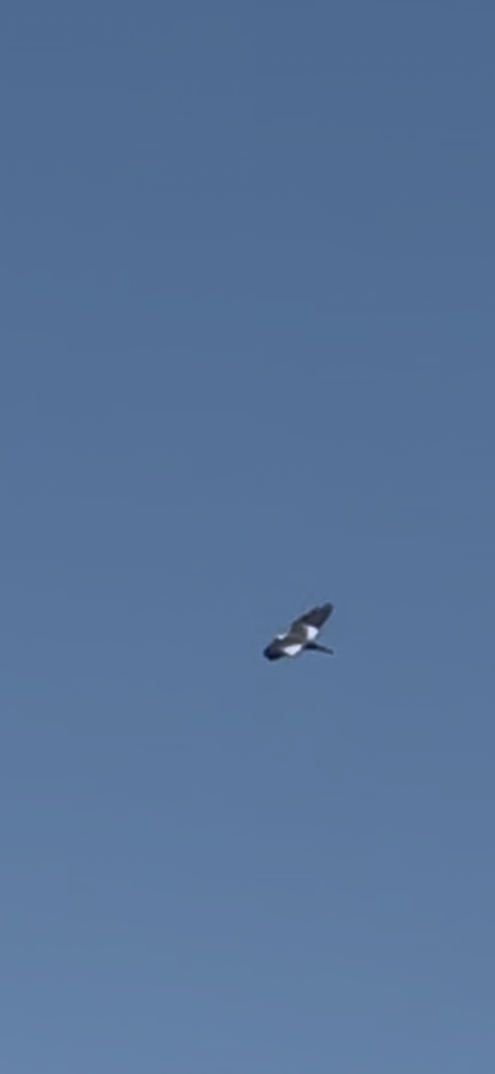 Mississippi Kite - ML637828774