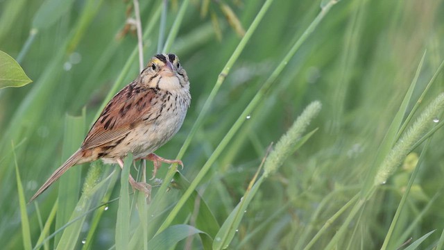Henslow's Sparrow - ML637828799