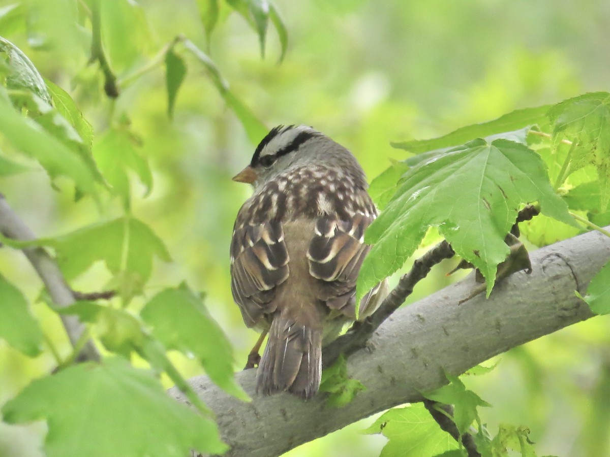 White-crowned Sparrow (leucophrys) - ML637828802