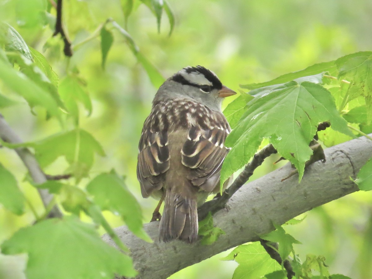 White-crowned Sparrow (leucophrys) - ML637828803