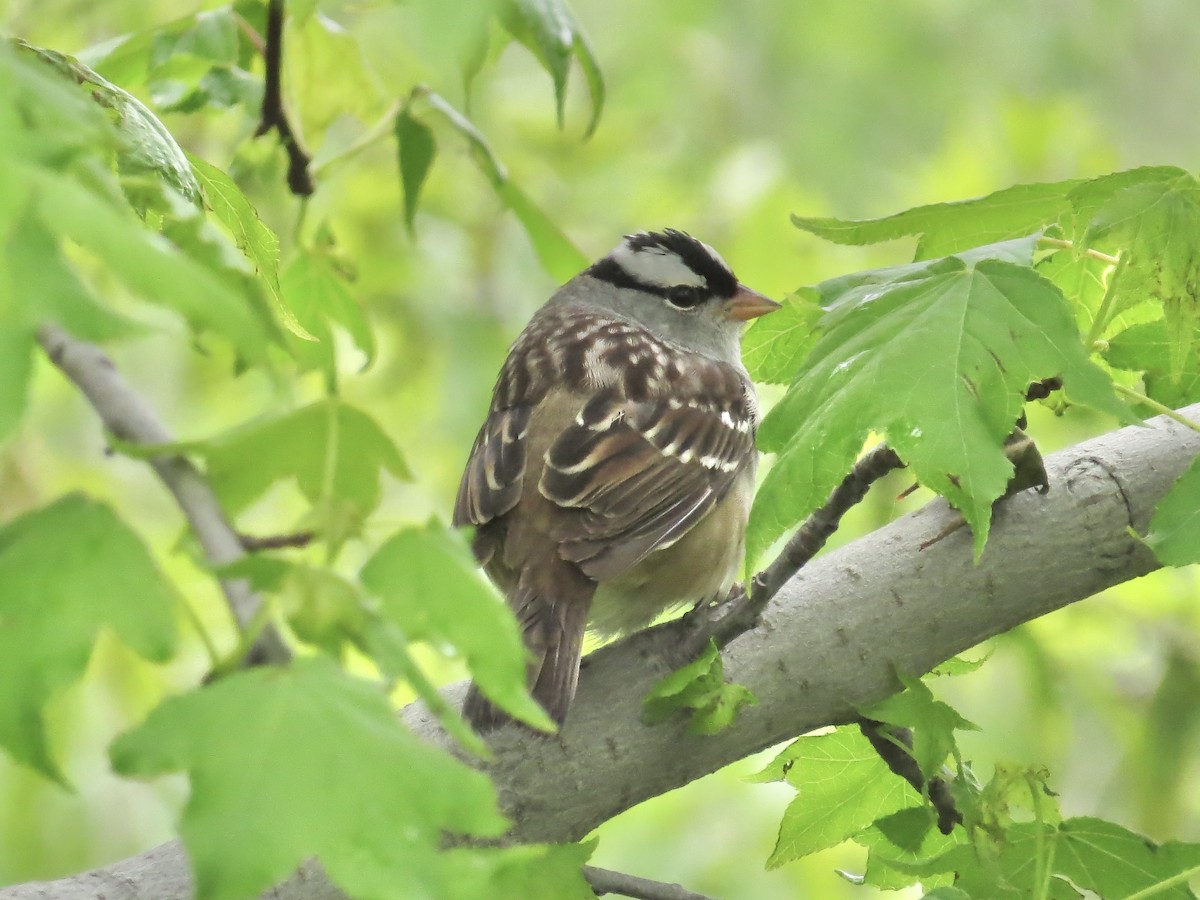 White-crowned Sparrow (leucophrys) - ML637828805