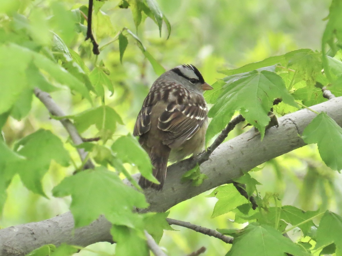 White-crowned Sparrow (leucophrys) - ML637828806