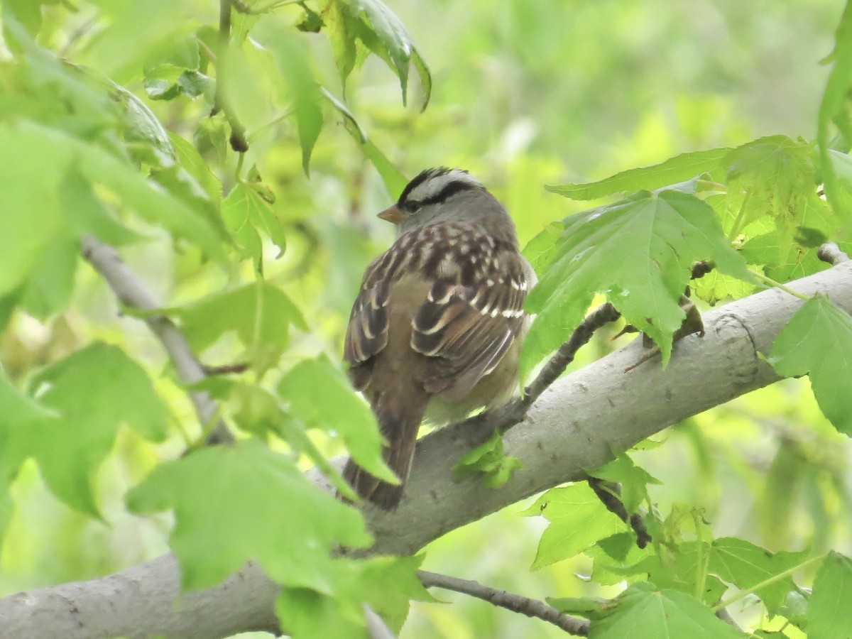 White-crowned Sparrow (leucophrys) - ML637828807