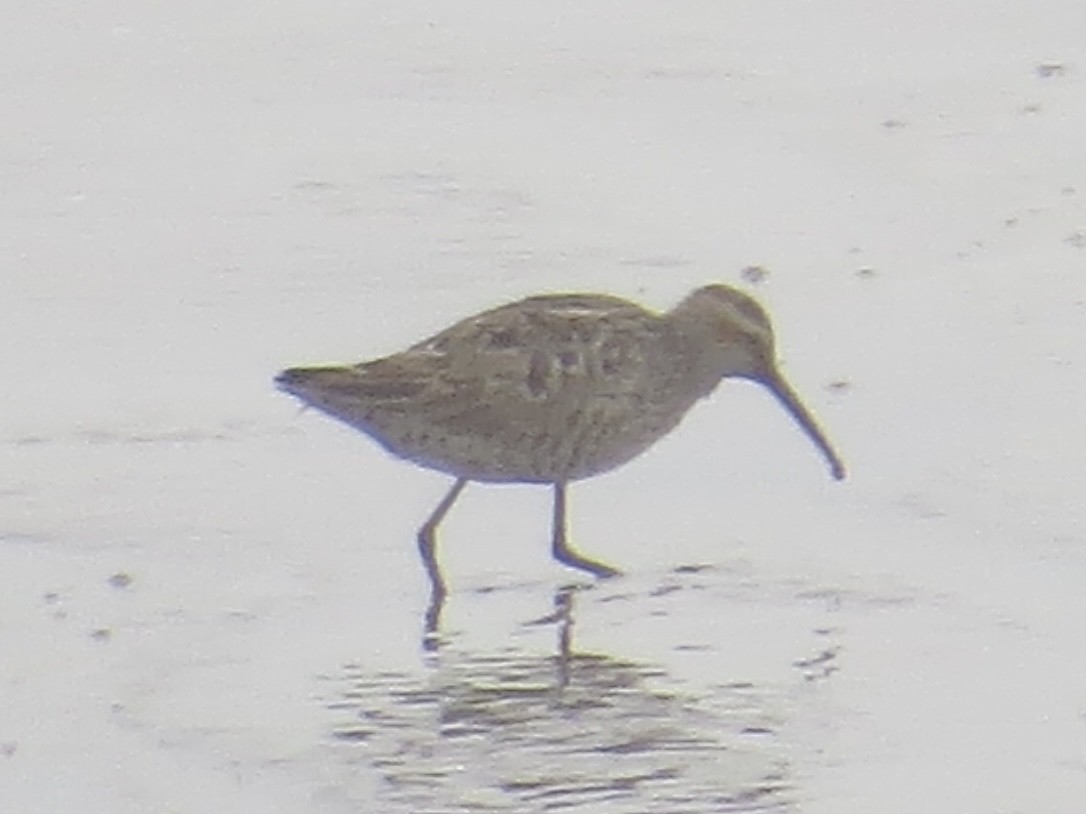 Stilt Sandpiper - ML637828934