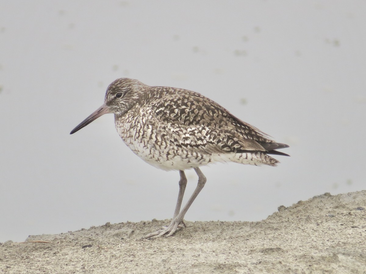 Willet (Eastern) - ML637828935
