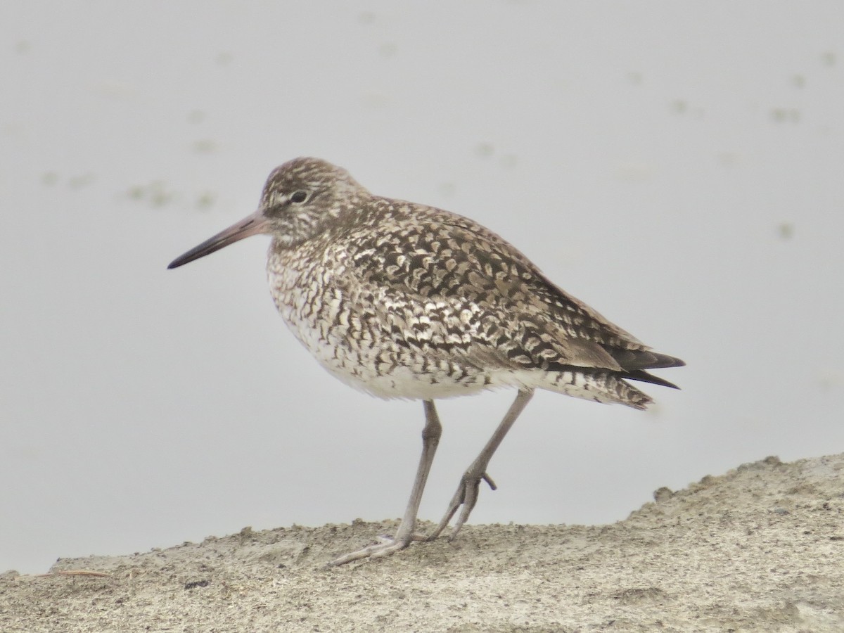 Willet (Eastern) - ML637828936
