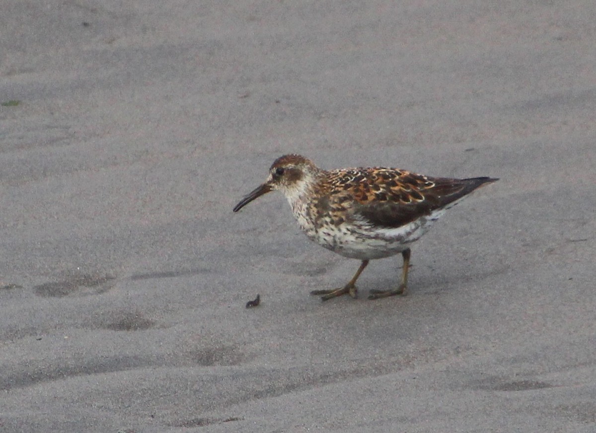 Rock Sandpiper - ML637828942