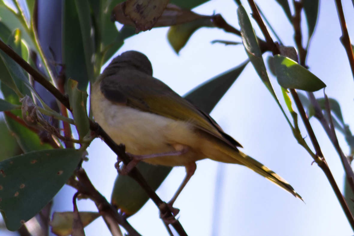 Gray-headed Honeyeater - ML637828945