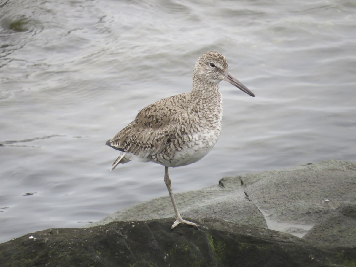 Willet (Eastern) - ML637828960