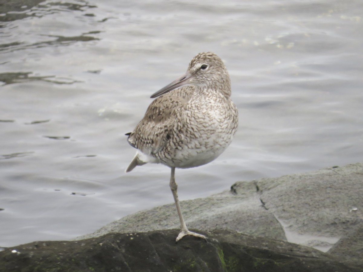 Willet (Eastern) - ML637828964