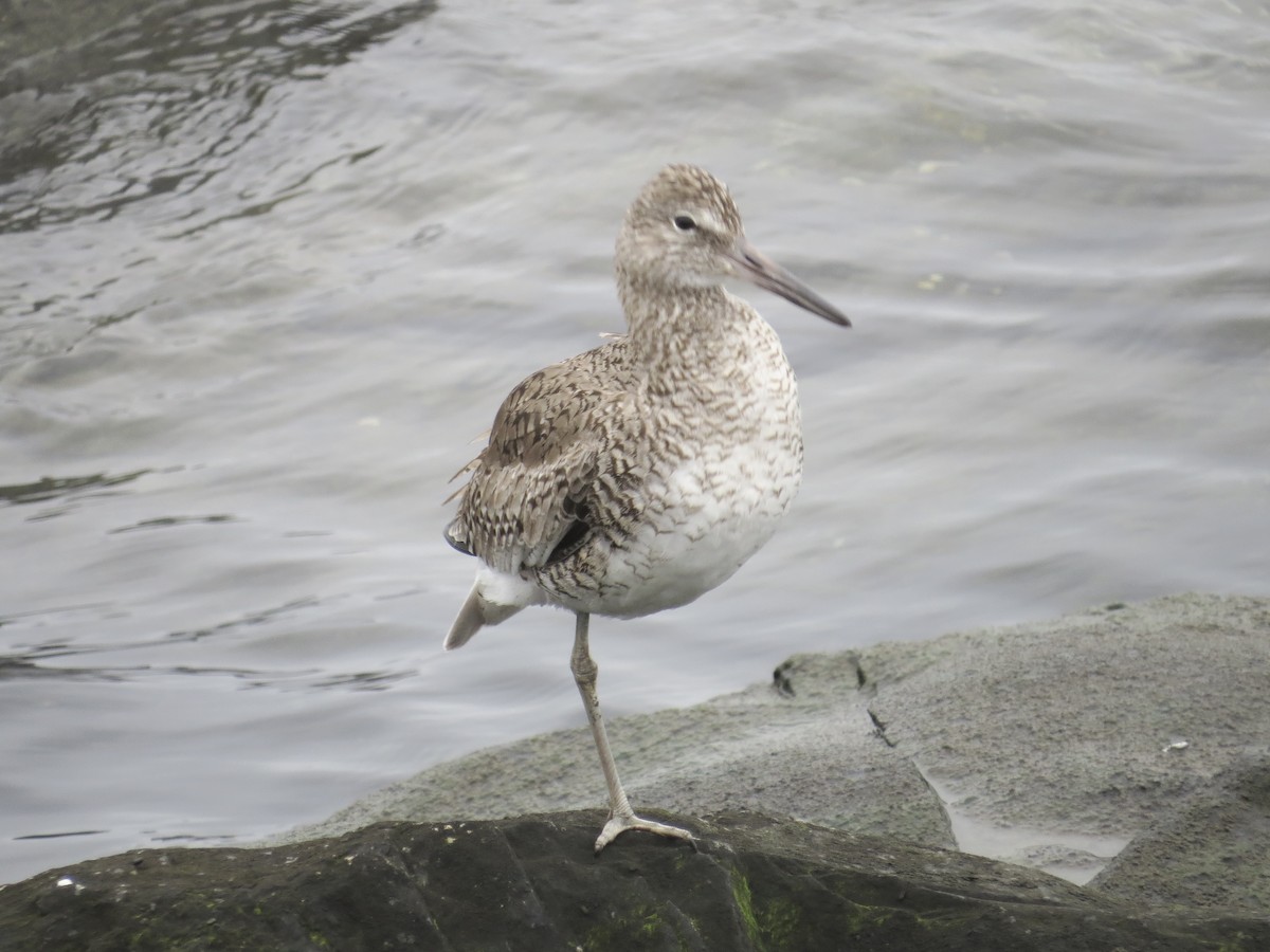 Willet (Eastern) - ML637828965