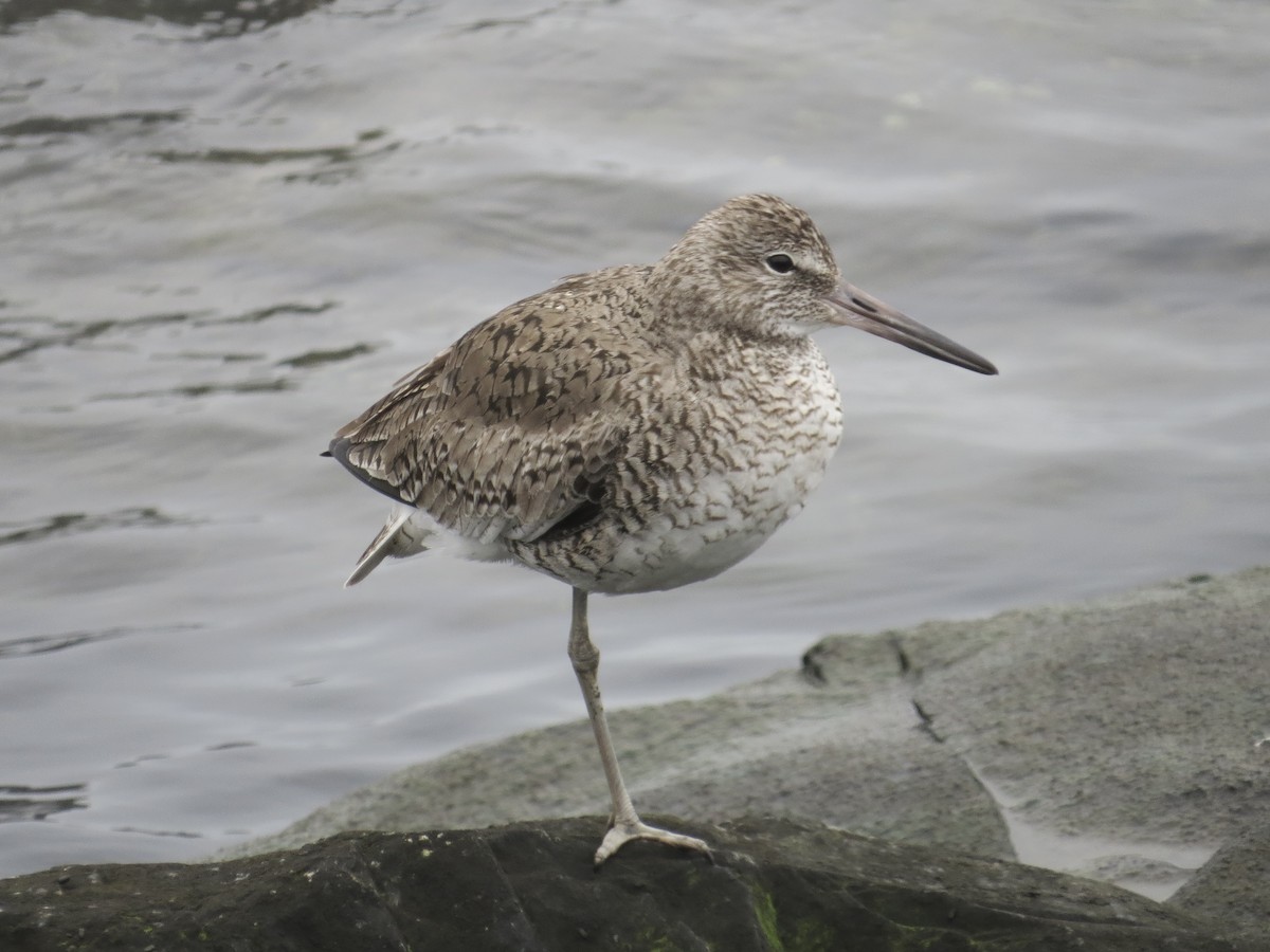 Willet (Eastern) - ML637828966