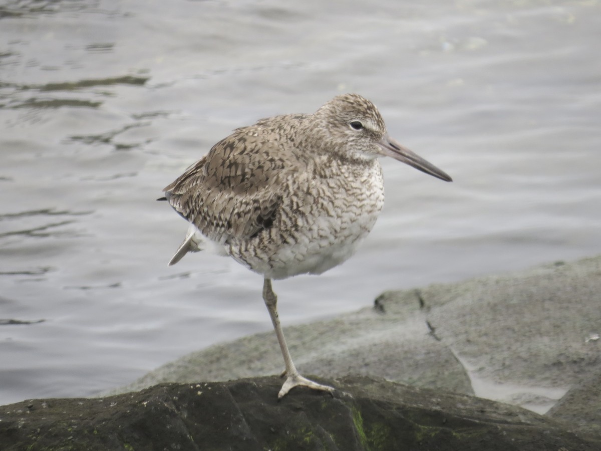 Willet (Eastern) - ML637828968