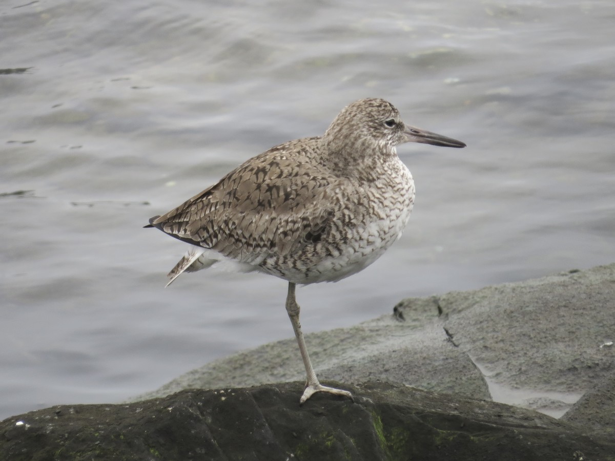 Willet (Eastern) - ML637828970