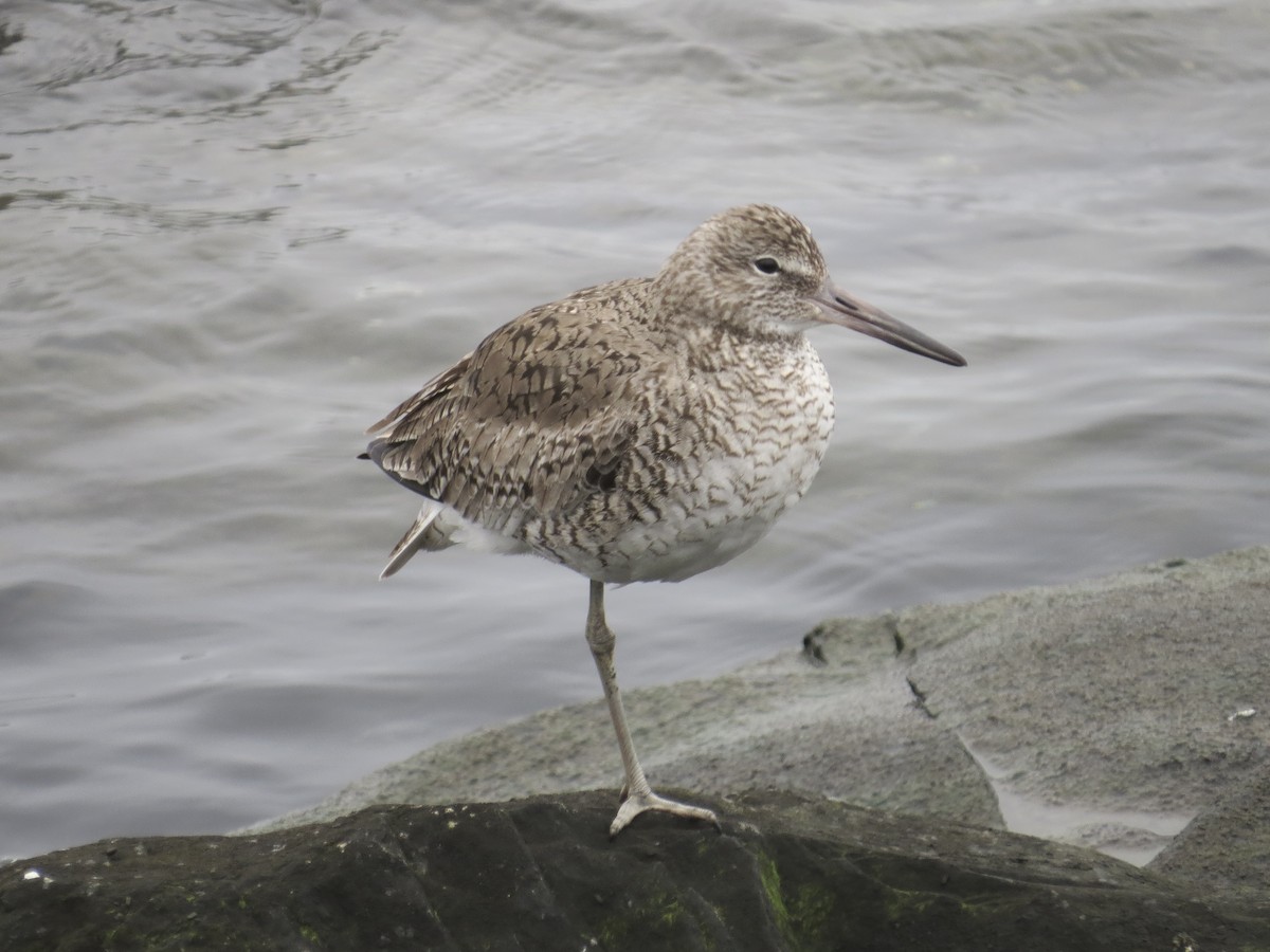 Willet (Eastern) - ML637828971
