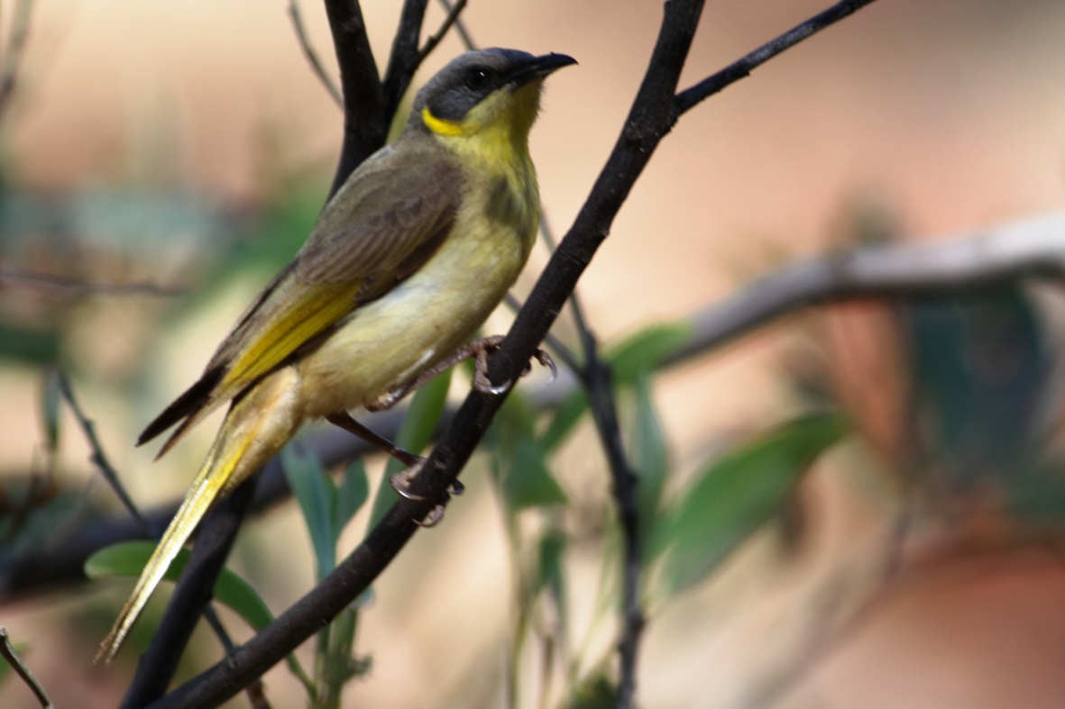 Gray-headed Honeyeater - ML637828972