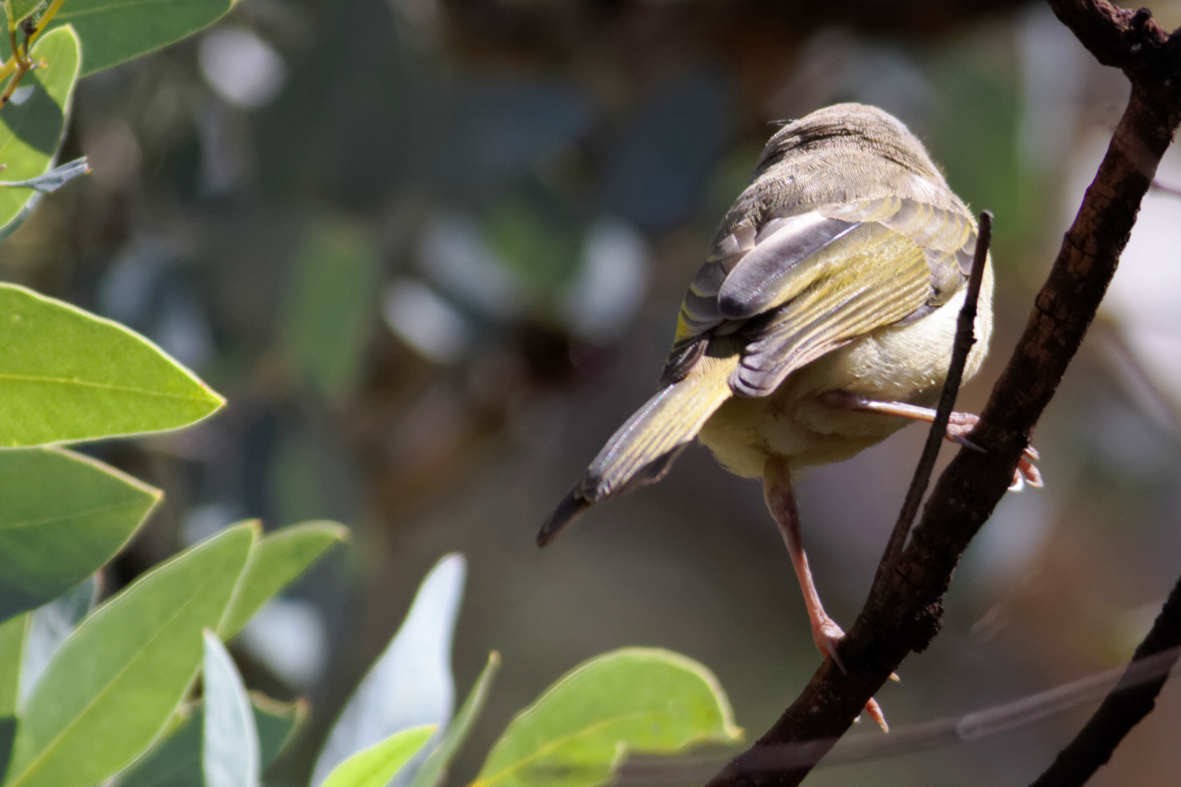 Gray-headed Honeyeater - ML637828973