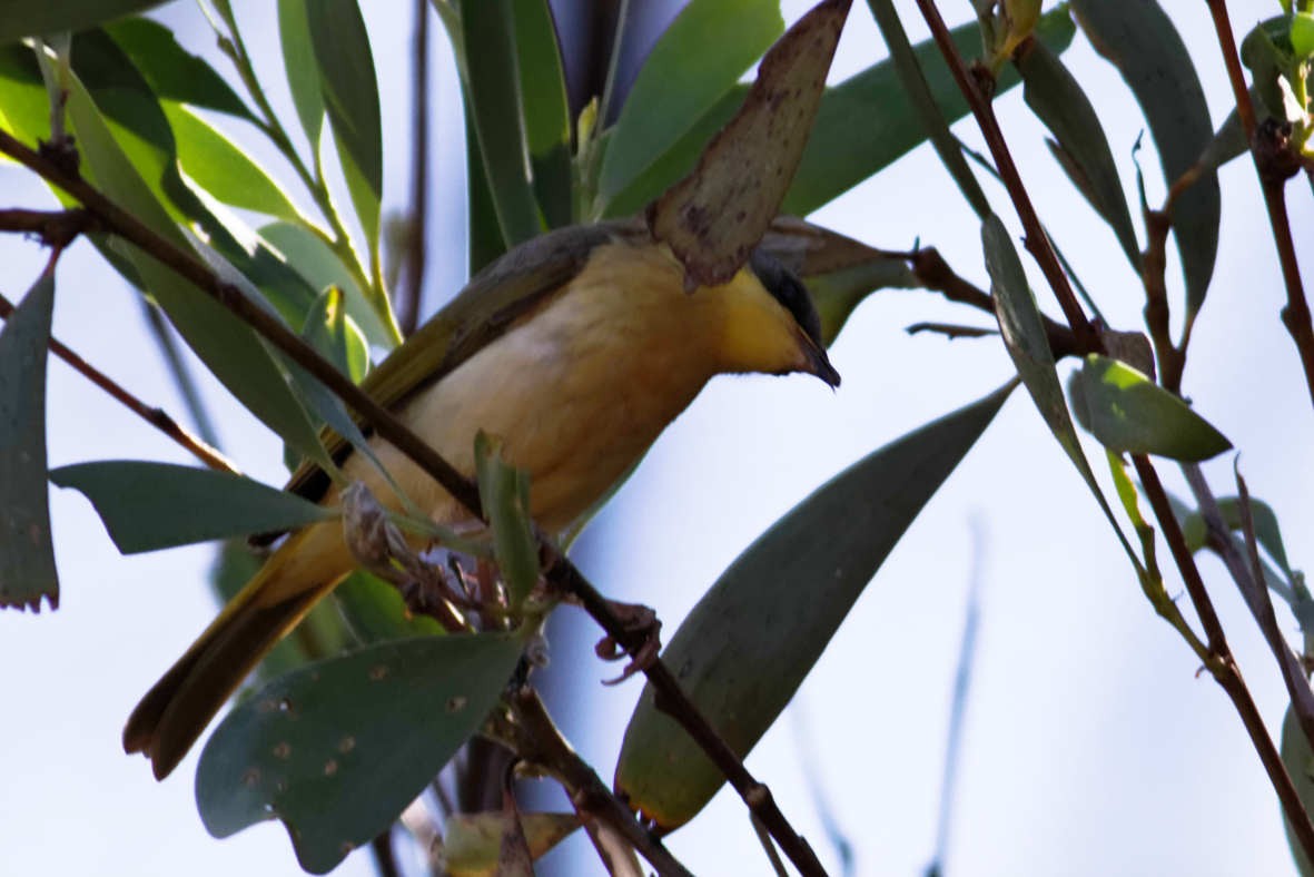 Gray-headed Honeyeater - ML637828975