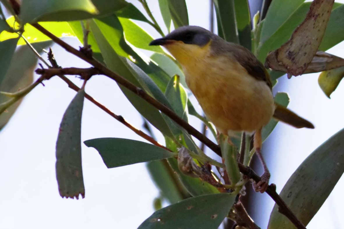 Gray-headed Honeyeater - ML637828976