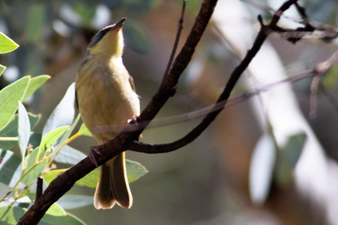 Gray-headed Honeyeater - ML637828977