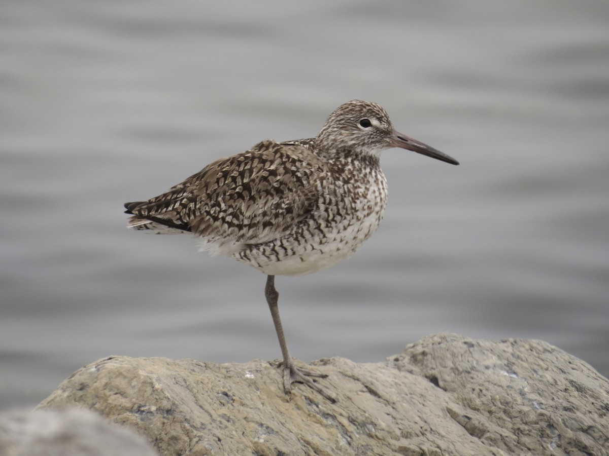 Willet (Eastern) - ML637828978