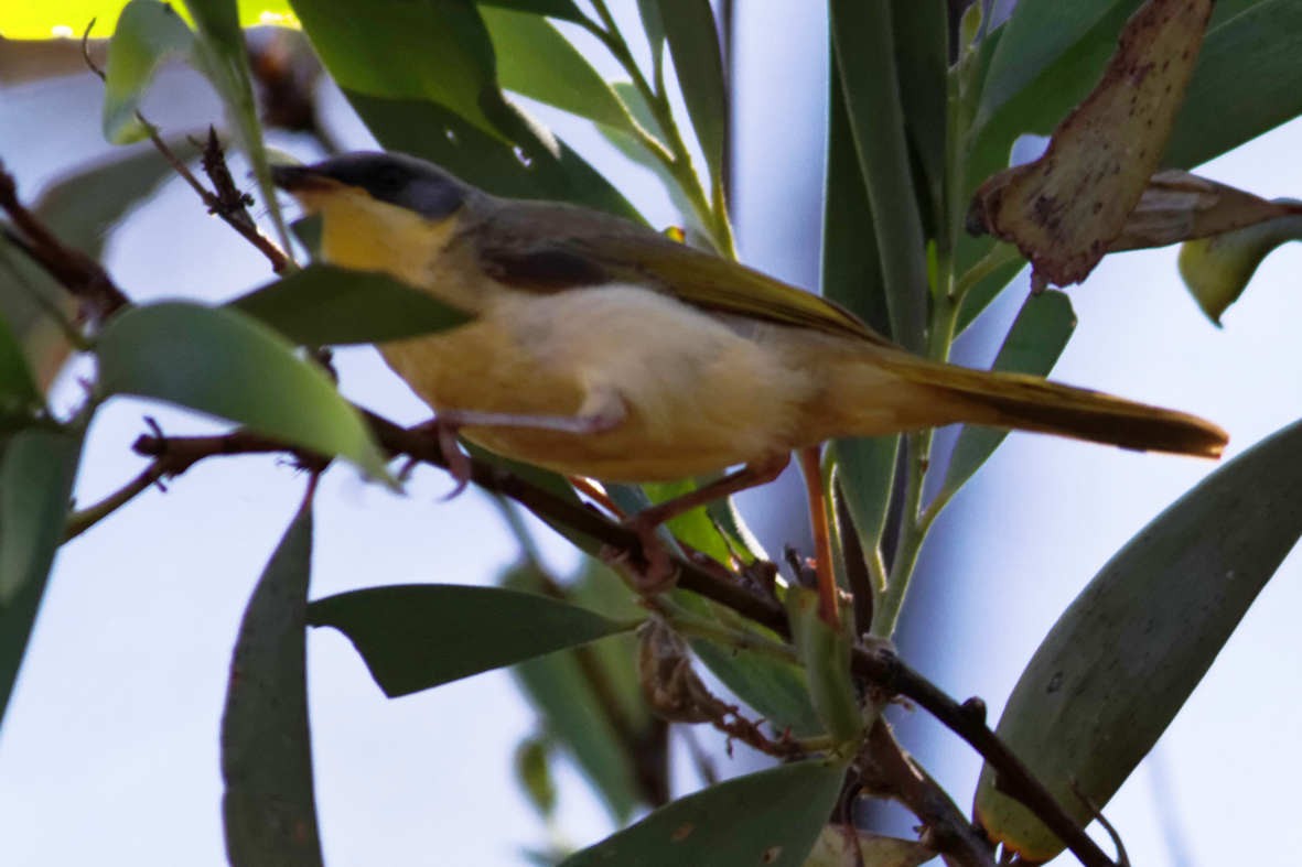 Gray-headed Honeyeater - ML637828979